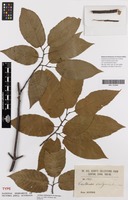 Type of Castanea sativa Seem. var. acuminatissima [family FAGACEAE]