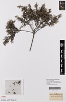 Type of Soulangia arborescens Eckl. & Zeyh. [family RHAMNACEAE]