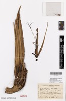 Isotype of Strelitzia caudata R.A.Dyer [family STRELITZIACEAE]