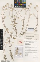 Isotype of Gomphrena floribunda J.Palmer [family AMARANTHACEAE]