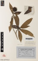 Syntype of Nauclea chalmersii F.Muell. [family RUBIACEAE]
