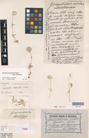 Lectotype of Gomphrena platandra F.Muell. [family AMARANTHACEAE]