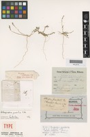 Syntype of Chenopodium pumilio R.Br. [family AMARANTHACEAE]