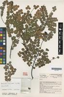 Holotype of Bossiaea arenicola J.H.Ross [family FABACEAE]