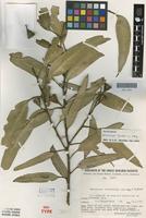 Isotype of Eucalyptus pterocarpa C.A.Gardner ex P.J.Lang [family MYRTACEAE]