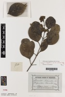 Isotype of Ecdysanthera schrieckii Van Heurck & Müll.Arg. [family APOCYNACEAE]