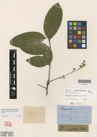 Holotype of Harpullia leichhardtii F.Muell. ex Benth. [family SAPINDACEAE]