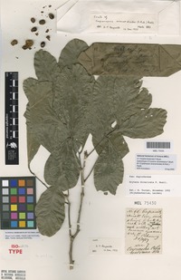 Isolectotype of Cupania oshanesiana F.Muell. [family SAPINDACEAE]