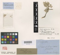 Lectotype of Rhagodia spinescens F.Muell. var. deltophylla [family AMARANTHACEAE]