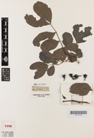 Isotype of Schotia brachypetala Sond. [family FABACEAE]