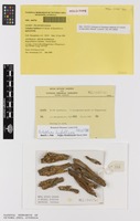 Holotype of Caloplaca hafellneri S.Y.Kondr. & Kaernefelt [family TELOSCHISTACEAE]