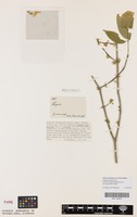Isotype of Eugenia flavescens O.Berg var. guyanensis [family MYRTACEAE]