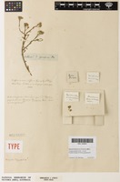 Isotype of Ethulia gariepina DC. [family ASTERACEAE]