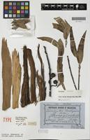 Holotype of Eucalyptus baileyana F.Muell. [family MYRTACEAE]