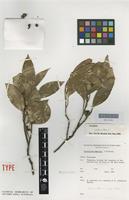 Syntype of Eucalyptus muelleri T.B.Moore [family MYRTACEAE]