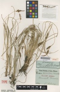 Syntype of Carex tasmanica Kük. [family CYPERACEAE]