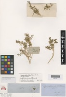 Isolectotype of Dysphania myriocephala Benth. [family AMARANTHACEAE]