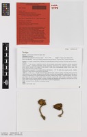 Paratype of Cortinarius eartoxicus Gasparini [family CORTINARIACEAE]