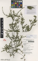Isotype of Pseudanthus pauciflorus Halford & R.J.F.Hend. [family PICRODENDRACEAE]