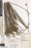 Isotype of Juncus ochrocoleus L.A.S.Johnson [family JUNCACEAE]