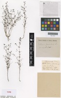 Syntype of Galium parisiense Ewart and Jean White var. australe [family RUBIACEAE]
