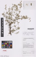 Isotype of Nyssanthes impervia A.R.Bean [family AMARANTHACEAE]