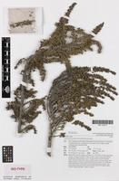 Isotype of Coprosma fowerakeri D.A.Norton & de Lange [family RUBIACEAE]