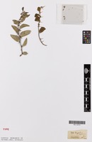 Isotype of Ziziphus zeyheriana Sond. [family RHAMNACEAE]