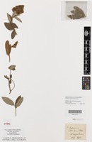 Isosyntype of Eriosema oblongum Benth. ex Harv. [family FABACEAE]
