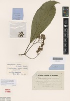 Holotype of Brachynema ornans F.Muell. [family SAXIFRAGACEAE]