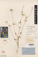 Holotype of Gomphrena brachystylis F.Muell. [family AMARANTHACEAE]