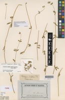 Isotype of Philoxerus diffusus R.Br. [family AMARANTHACEAE]