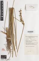 Isotype of Juncus flavidus L.A.S.Johnson [family JUNCACEAE]