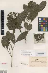 Lectotype of Arytera divaricata F.Muell. [family SAPINDACEAE]