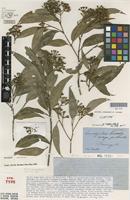 Syntype of Eucalyptus microcorys F.Muell. [family MYRTACEAE]
