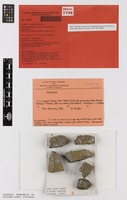 Holotype of Caloplaca jackelixii S.Y.Kondr. & Kaernefelt [family TELOSCHISTACEAE]