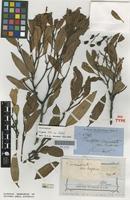 Isotype of Eucalyptus rugosa R.Br. ex Blakely [family MYRTACEAE]