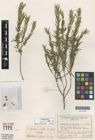 Isotype of Stachystemon axillaris A.S.George [family EUPHORBIACEAE]