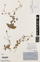 Isotype of Crotalaria variegata Welw. ex Baker [family FABACEAE]