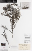Isolectotype of Veronica decorosa F.Muell. [family PLANTAGINACEAE]