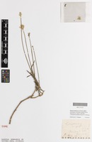 Isolectotype of Schultesia capitata Schrad. [family AMARANTHACEAE]