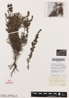 Isolectotype of Erica stenantha Klotzsch ex Benth. [family ERICACEAE]