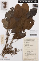 Isotype of Elaeocarpus miriensis Weibel [family ELAEOCARPACEAE]