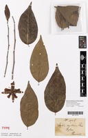 Isotype of Kydia axillaris Thwaites [family MALVACEAE]