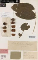 Isotype of Harpullia crustacea Radlk. [family SAPINDACEAE]