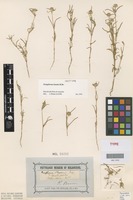 Isotype of Gomphrena lanata R.Br. [family AMARANTHACEAE]