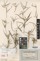 Syntype of Gomphrena canescens R.Br. [family AMARANTHACEAE]