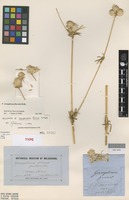 Holotype of Gomphrena firma F.Muell. [family AMARANTHACEAE]