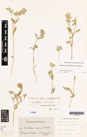 Isotype of Iresine cunninghamii Moq. [family AMARANTHACEAE]