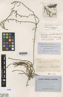 Lectotype of Salicornia quinqueflora Bunge ex Ung.-Sternb. [family AMARANTHACEAE]